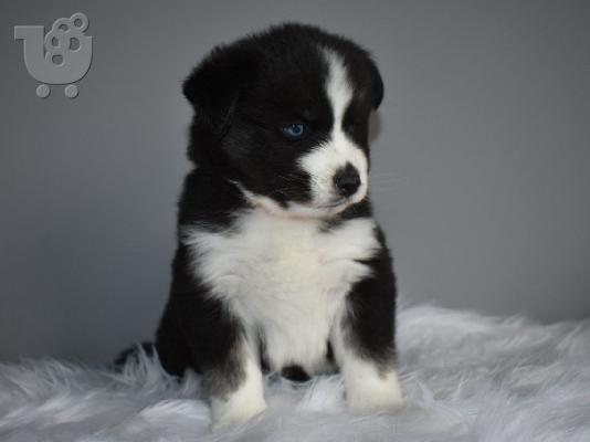 Εκπληκτική pomsky κουτάβια avalible